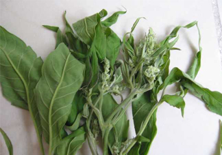 艾草可以治療宮寒嗎？艾草泡腳能治宮寒嗎？