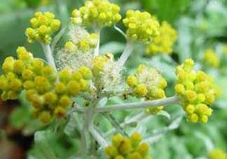 清明菜開花了能不能吃？清明菜怎么吃？
