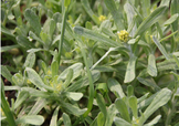艾草能治療蕁麻疹嗎？艾草可以治療蕁麻疹嗎？