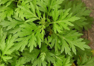 艾草吃了有什么好處？艾草吃多了會(huì)怎樣？