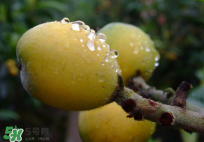 枇杷可以和蔥一起煮嗎？蔥和枇杷葉一起煮可以喝嗎？