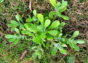 清明菜可以種植嗎？清明菜怎么種植？