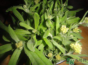 清明菜可以種植嗎？清明菜怎么種植？
