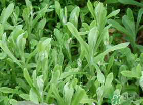 清明菜可以種植嗎？清明菜怎么種植？