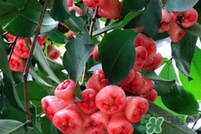 蓮霧熱量高嗎？一個(gè)蓮霧的熱量有多少？