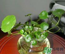 金錢草怎么養(yǎng)？金錢草好養(yǎng)嗎？