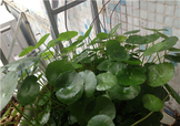 金錢(qián)草泡水喝的功效？金錢(qián)草有什么作用？