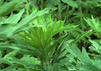 清明菜是什么？清明菜和艾草的區(qū)別