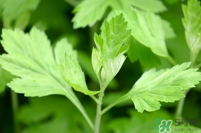 清明菜是什么？清明菜和艾草的區(qū)別 
