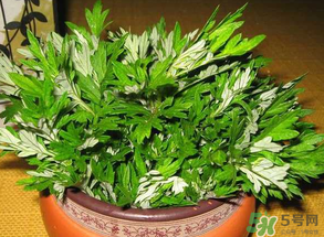 清明菜是什么？清明菜和艾草的區(qū)別 