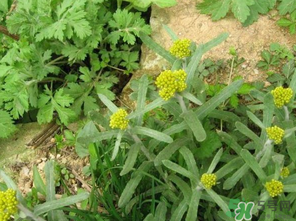 清明菜是發(fā)物嗎？清明菜是不是發(fā)物？