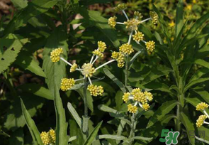 清明菜是發(fā)物嗎？清明菜是不是發(fā)物？