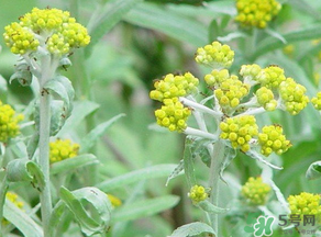 清明菜是發(fā)物嗎？清明菜是不是發(fā)物？