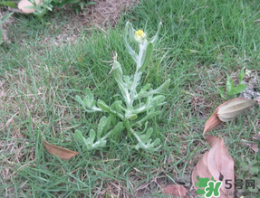 清明菜不能和什么同吃？清明菜和什么相克？