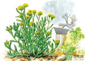 清明草叫什么？清明草有幾種？