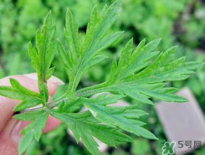 清明草是艾草嗎？清明菜是什么草？