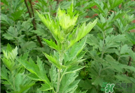 清明草是艾草嗎？清明菜是什么草？