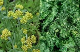 清明草能吃嗎？清明草花可以吃嗎？