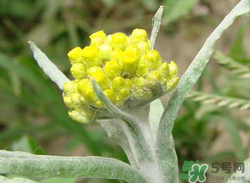 清明草能吃嗎？清明草花可以吃嗎？
