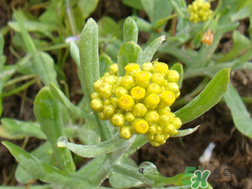 清明草能吃嗎？清明草花可以吃嗎？