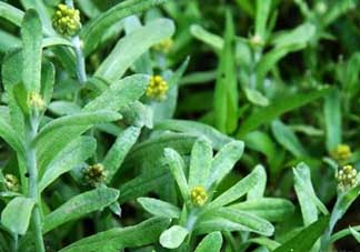 清明菜能治哮喘嗎？清明菜可以治哮喘嗎？
