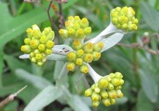 清明草能吃嗎？清明草花可以吃嗎？