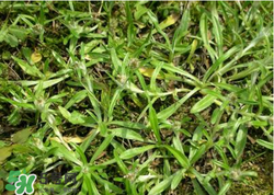 清明草可以做菜吃嗎？清明草能炒來吃嗎？
