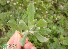 清明草可以曬干嗎？清明草曬干有什么功效？