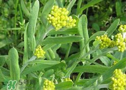 清明草可以種植嗎？清明草怎么種植？