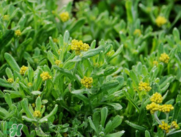 清明草可以種植嗎？清明草怎么種植？