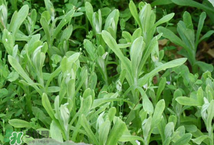 清明草可以泡茶嗎？清明草泡水喝的功效