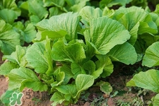 春分吃春菜有什么好處？春菜有什么營(yíng)養(yǎng)價(jià)值？