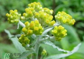 清明花粑粑怎么做？清明花粑粑的做法
