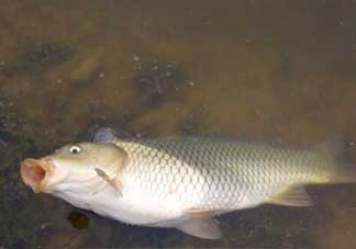 春分能夜釣嗎？春分能釣鯉魚嗎？