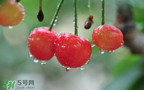 櫻桃掉果怎么回事？櫻桃掉果怎么處理？