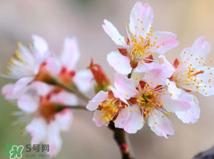 櫻桃需要授粉樹嗎？櫻桃需要什么授粉樹？