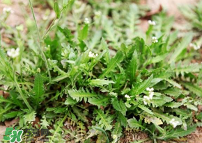 薺菜什么時(shí)候開花？薺菜花什么時(shí)候采？