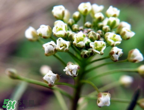 薺菜什么時(shí)候開花？薺菜花什么時(shí)候采？