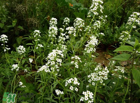 薺菜花可以泡茶嗎？薺菜花泡茶喝有什么功效？
