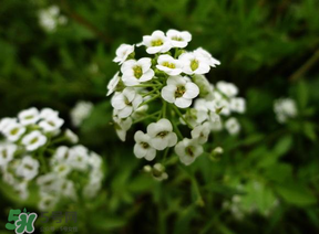 薺菜花可以泡茶嗎？薺菜花泡茶喝有什么功效？