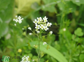薺菜花可以泡茶嗎？薺菜花泡茶喝有什么功效？