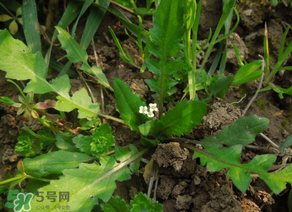 便秘能吃薺菜嗎？便秘可以吃薺菜嗎？