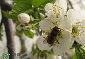 櫻桃怎么授粉？紅燈櫻桃怎么授粉？