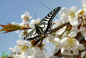 櫻桃怎么授粉？紅燈櫻桃怎么授粉？