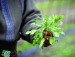 糖尿病人能吃薺菜嗎？糖尿病人可以吃薺菜嗎？