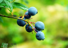 藍(lán)莓一天吃多少為宜？藍(lán)莓每天吃多少合適？