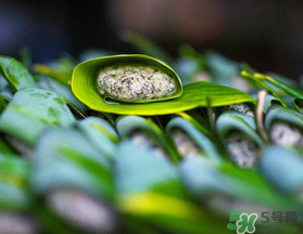 蒿子粑粑能吃嗎？蒿子粑粑可以吃嗎？