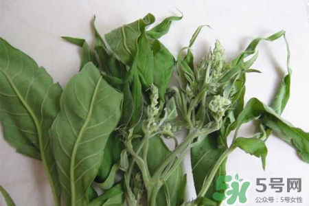 艾草是寒性的嗎？艾草是涼性的嗎？