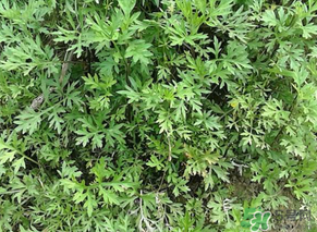 蒿子是發(fā)物嗎？蒿子是不是發(fā)物嗎？