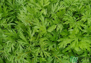 蒿子是發(fā)物嗎？蒿子是不是發(fā)物嗎？